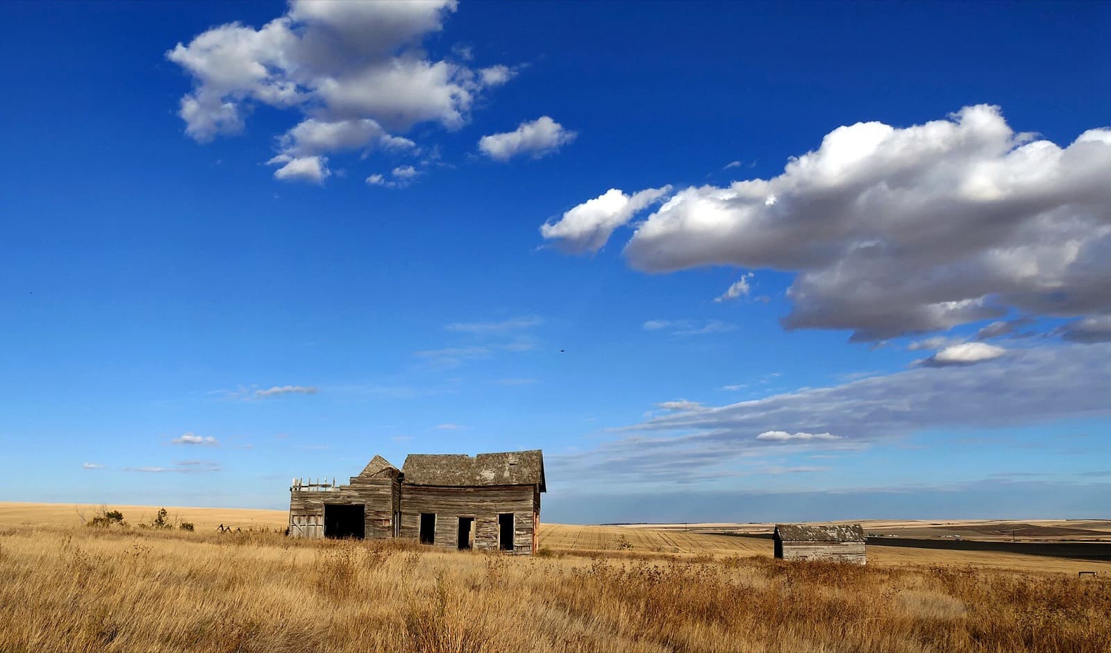 Weathered wooden homestead buildings in golden prairie grass under a wide blue sky, rural Alberta