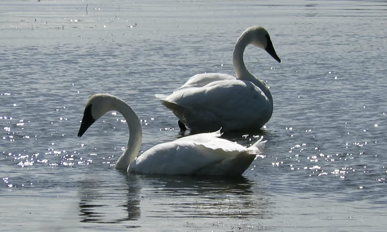 Two trumpeter swans swimming on the sparkling water of Ivy Lake in Grande Prairie, Alberta