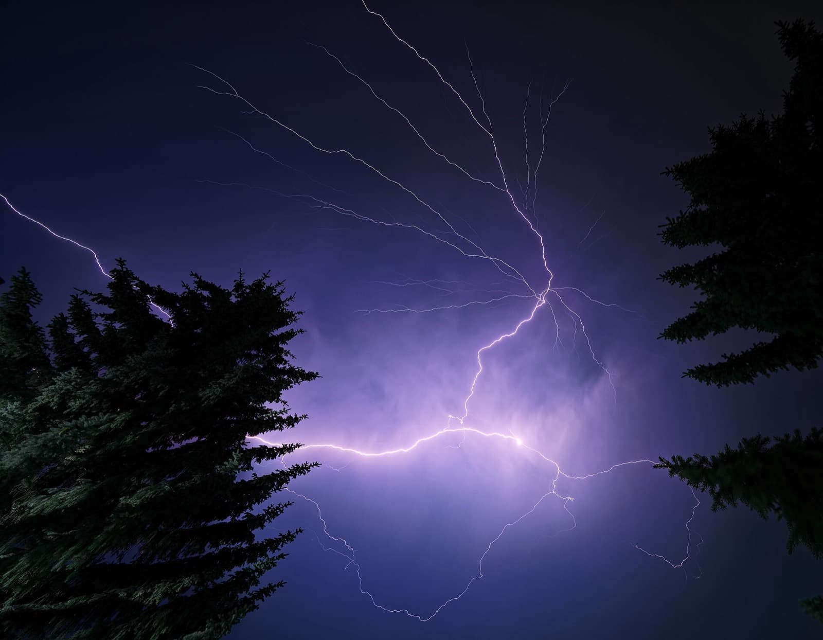 Forked lightning crawling across a purple night sky between silhouetted spruce trees during an Alberta summer thunderstorm